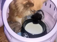 🍬Micro Evermore, a female Pomeranian for sale in New York City, NY – Photo 8 of 9