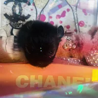 🍬Micro Evermore, a female Pomeranian for sale in New York City, NY – Photo 6 of 9