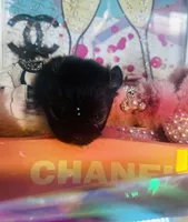 🍬Micro Evermore, a female Pomeranian for sale in New York City, NY – Photo 6 of 9