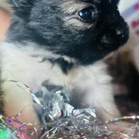 🍬Micro Evermore, a female Pomeranian for sale in New York City, NY – Photo 5 of 9