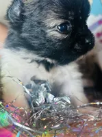 🍬Micro Evermore, a female Pomeranian for sale in New York City, NY – Photo 5 of 9