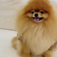 🍬Micro Evermore, a female Pomeranian for sale in New York City, NY – Photo 9 of 9