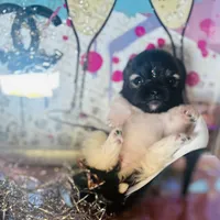 🍬Micro Evermore, a female Pomeranian for sale in New York City, NY – Photo 2 of 9