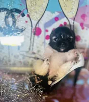 🍬Micro Evermore, a female Pomeranian for sale in New York City, NY – Photo 2 of 9