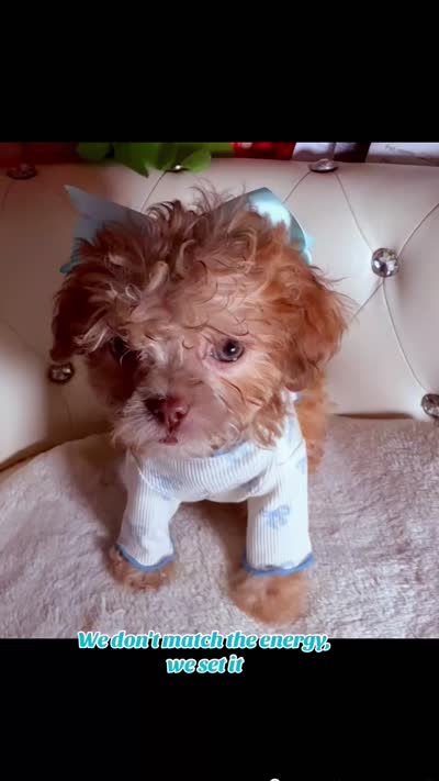 Rare AKC Tiny 🐶 Elixir 🐾 , a male Poodle - Toy  for sale in New York City, NY – 4 of 5