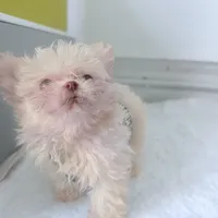 🌹Nano PrimeRose, a female Pomapoo for sale in New York City, NY – Photo 1 of 4