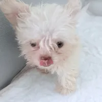 🌹Nano PrimeRose, a female Pomapoo for sale in New York City, NY – Photo 2 of 4