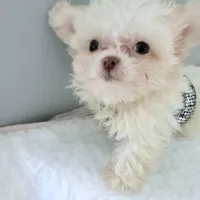 🌹Nano PrimeRose, a female Pomapoo for sale in New York City, NY – Photo 4 of 4