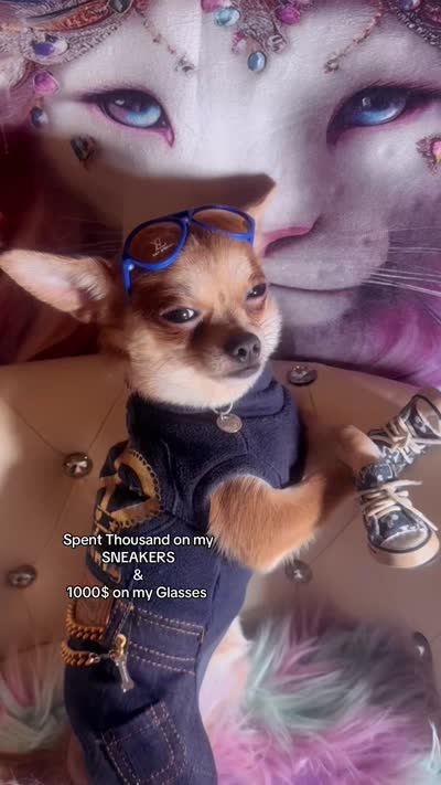 🍼Micro Teacup Reserevd 4 Beyoncé Celaine 🍭, a male Chihuahua and Peek-A-Pom for sale in New York City, NY – 5 of 6