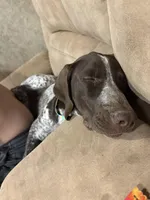 Daisy may, a female German Shorthaired Pointer for sale in Hardinsburg, KY – Photo 6 of 8