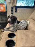 Daisy may, a female German Shorthaired Pointer for sale in Hardinsburg, KY – Photo 1 of 8
