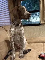 Daisy may, a female German Shorthaired Pointer for sale in Hardinsburg, KY – Photo 5 of 8
