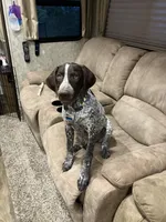 Daisy may, a female German Shorthaired Pointer for sale in Hardinsburg, KY – Photo 3 of 8