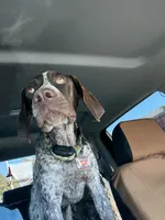 Daisy may, a female German Shorthaired Pointer for sale in Hardinsburg, KY – Photo 2 of 8