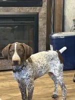 Daisy may, a female German Shorthaired Pointer for sale in Hardinsburg, KY – Photo 4 of 8