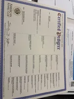 Daisy may, a female German Shorthaired Pointer for sale in Hardinsburg, KY – Photo 8 of 8