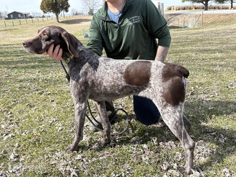 GSP/WPG – German Shorthaired Pointer, Wirehaired Pointing Griffon puppy for sale in Hardinsburg, KY