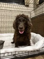 Boykin male, a male Boykin Spaniel for sale in Hardinsburg, KY – Photo 2 of 2