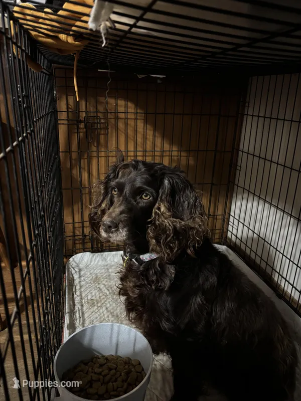 Boykin male, a male Boykin Spaniel for sale in Hardinsburg, KY – Photo 1 of 2
