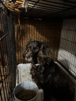 Boykin male, a male Boykin Spaniel for sale in Hardinsburg, KY – Photo 1 of 2