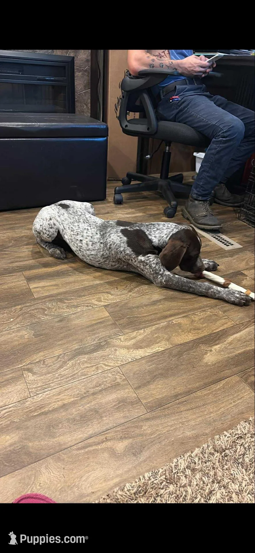 Daisy may, a female German Shorthaired Pointer for sale in Hardinsburg, KY – Photo 7 of 8