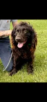 Male Boykin puppy, a male Boykin Spaniel for sale in Hardinsburg, KY – Photo 2 of 2