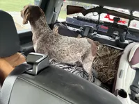 GSP puppies, a  German Shorthaired Pointer and Wirehaired Pointing Griffon for sale in Hardinsburg, KY – 2 of 3