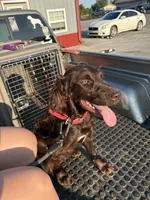 Delilah, a female Boykin Spaniel and Brittany for sale in Hardinsburg, KY – Photo 1 of 2