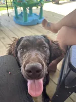 Delilah, a female Boykin Spaniel and Brittany for sale in Hardinsburg, KY – Photo 2 of 2