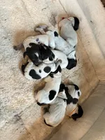 Gsp puppies, a female German Shorthaired Pointer and Wirehaired Pointing Griffon for sale in Hardinsburg, KY – 1 of 1