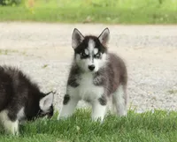 Akc Aero, a male Siberian Husky for sale in Carrollton, MO – 9 of 10
