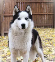 Akc Jyn, a female Siberian Husky for sale in Carrollton, MO – 8 of 8