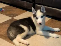 Vader, a male Siberian Husky for sale in Carrollton, MO – 6 of 10