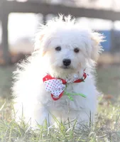 processed/8c21e2e5-3f84-4f03-b08e-65990c2d58d6/listing/01d60a63-8546-43ae-958b-d798399b9b79/42df0381-e57f-4918-af7a-195197f885e6