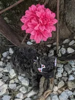 Lavender , a female Bichon Frise and Shichon for sale in Carrollton, MO – 5 of 10