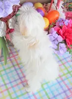 Tiki, a female Shichon for sale in Carrollton, MO – Photo 8 of 10