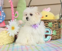 Tiki, a female Shichon for sale in Carrollton, MO – Photo 2 of 10