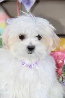 Tiki, a female Shichon for sale in Carrollton, MO – Photo 10 of 10