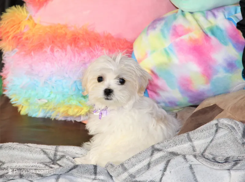 Tiki – Shichon puppy for sale in Carrollton, MO