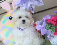 Tiki, a female Shichon for sale in Carrollton, MO – Photo 9 of 10