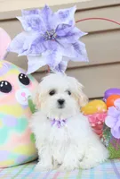 Tiki, a female Shichon for sale in Carrollton, MO – Photo 3 of 10