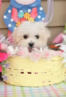 Tiki, a female Shichon for sale in Carrollton, MO – Photo 4 of 10