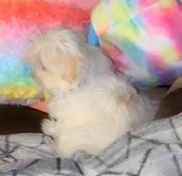 Tiki, a female Shichon for sale in Carrollton, MO – Photo 7 of 10