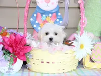 Tiki, a female Shichon for sale in Carrollton, MO – Photo 6 of 10