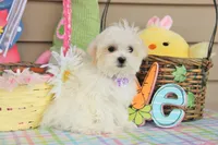 Tiki, a female Shichon for sale in Carrollton, MO – Photo 5 of 10