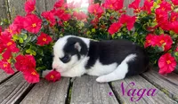 Akc Naga , a female Siberian Husky for sale in Carrollton, MO – 3 of 6