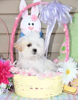 Taffy, a female Shichon for sale in Carrollton, MO – Photo 9 of 10