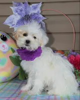 Taffy, a female Shichon for sale in Carrollton, MO – Photo 5 of 10
