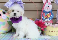 Taffy, a female Shichon for sale in Carrollton, MO – Photo 3 of 10
