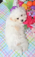 Taffy, a female Shichon for sale in Carrollton, MO – Photo 6 of 10